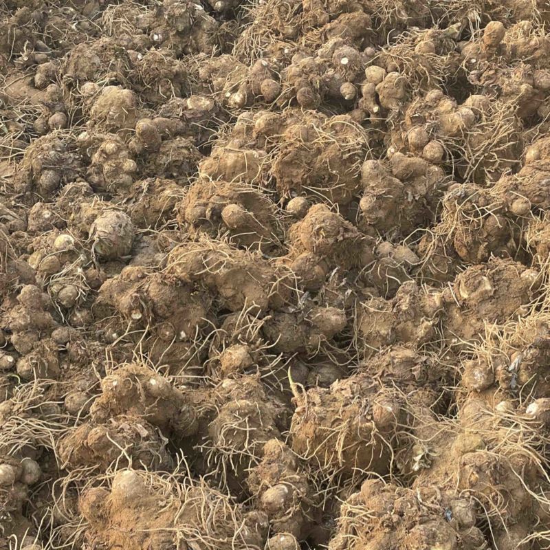 自己产地自己种植豆包芋头价格便宜