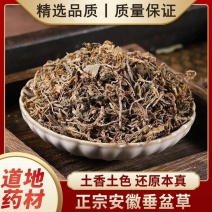 垂盆草中药材野生无硫无杂质正品切片垂盆草批发零售保质保量