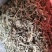 垂盆草中药材野生无硫无杂质正品切片垂盆草批发零售保质保量