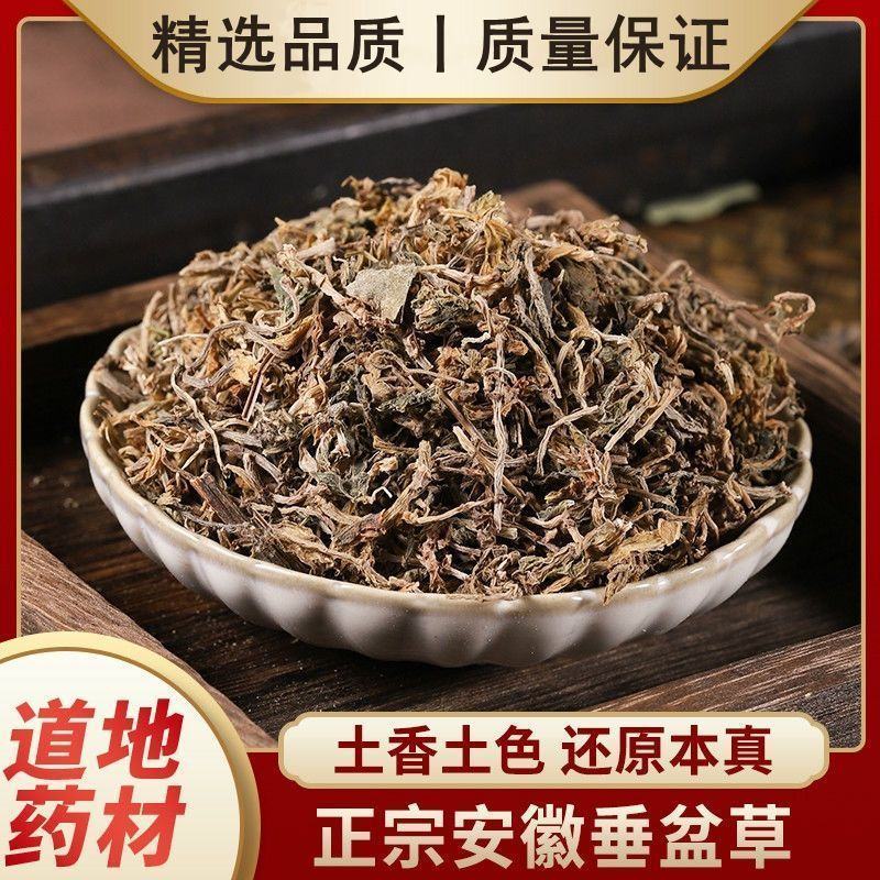 垂盆草中药材野生无硫无杂质正品切片垂盆草批发零售保质保量