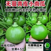 德丰无蔓青皮王南瓜种子早熟翠绿甜脆杂交小南瓜嫩南瓜种籽