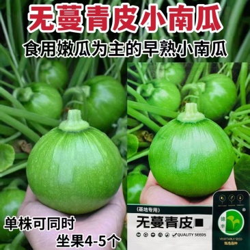 德丰无蔓青皮王南瓜种子早熟翠绿甜脆杂交小南瓜嫩南瓜种籽