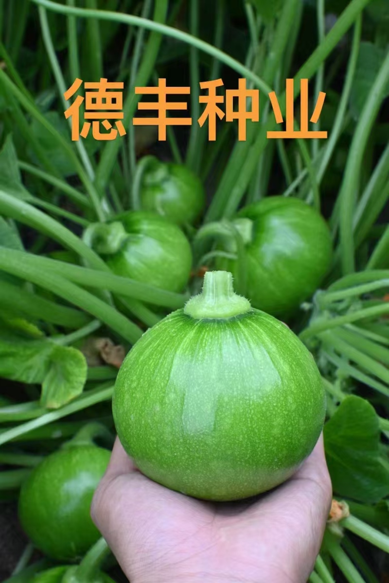 德丰无蔓青皮王南瓜种子早熟翠绿甜脆杂交小南瓜嫩南瓜种籽
