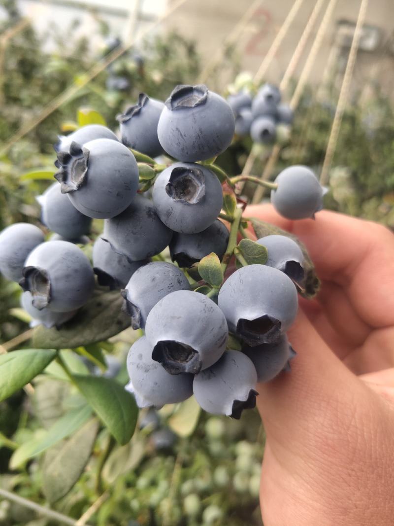 蓝莓供应，产地直发，山东，云南，支持各种包装