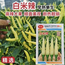 白米辣单生朝天椒种子早熟大果泡椒种籽小米辣种子椒型美观