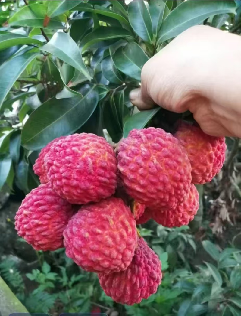 荔枝王