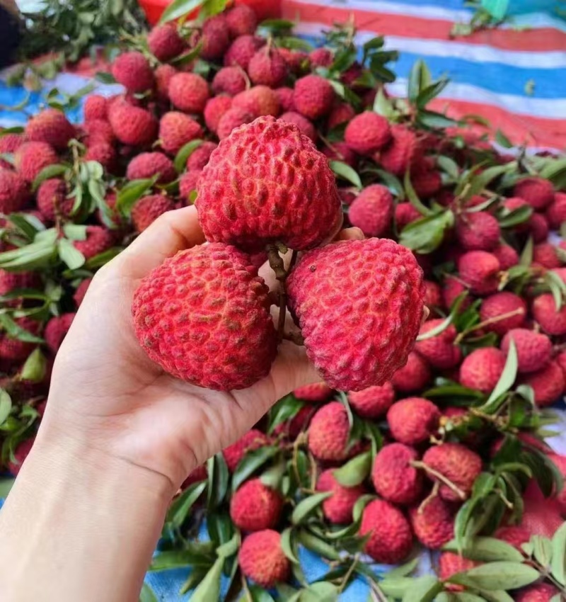 荔枝王