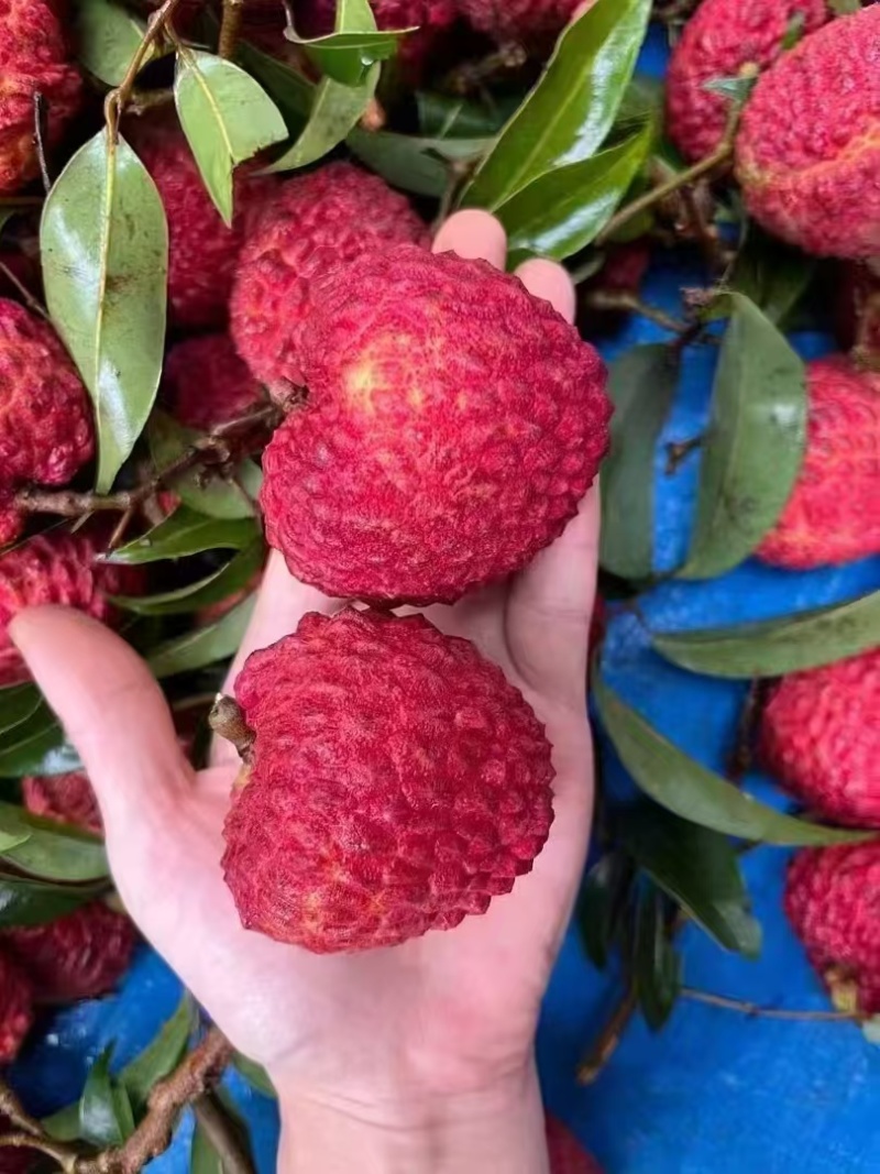 荔枝王