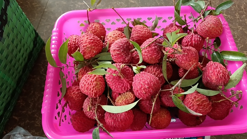 荔枝王