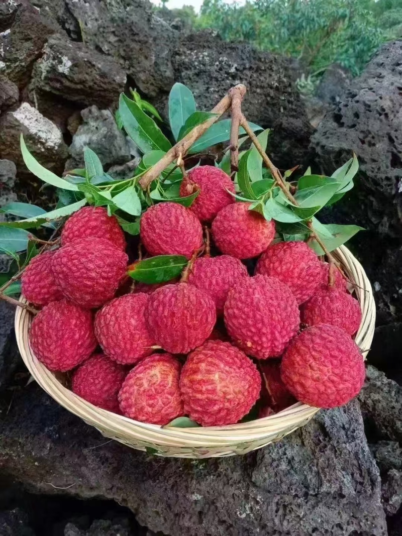 荔枝王