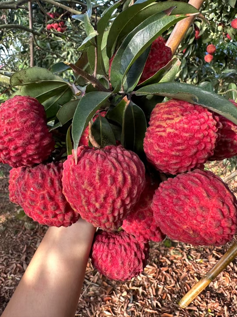 荔枝王