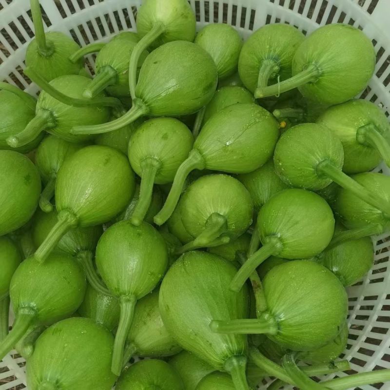 德丰无蔓青皮王无蔓南瓜种子早熟杂交翠绿葫芦青瓜基地优选家