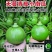德丰无蔓青皮王无蔓南瓜种子早熟杂交翠绿葫芦青瓜基地优选家