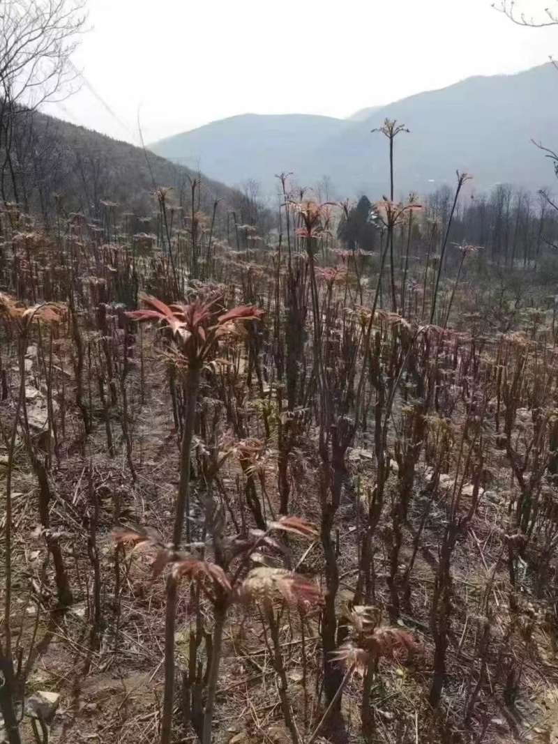 露天香椿芽