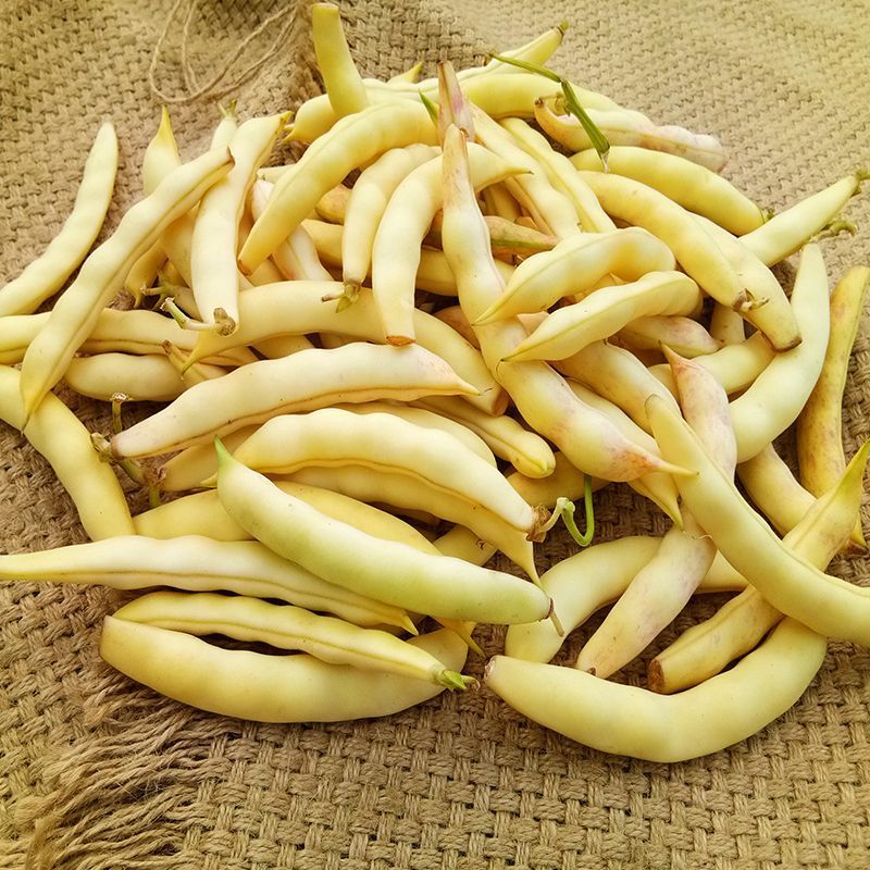 香蕉嘎啦豆种子黄几豆豆角种子蔓生早熟肉厚面香淡黄白色油豆
