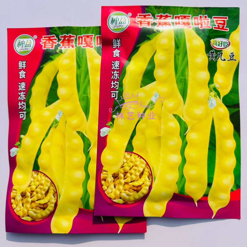 香蕉嘎啦豆种子黄几豆豆角种子蔓生早熟肉厚面香淡黄白色油豆