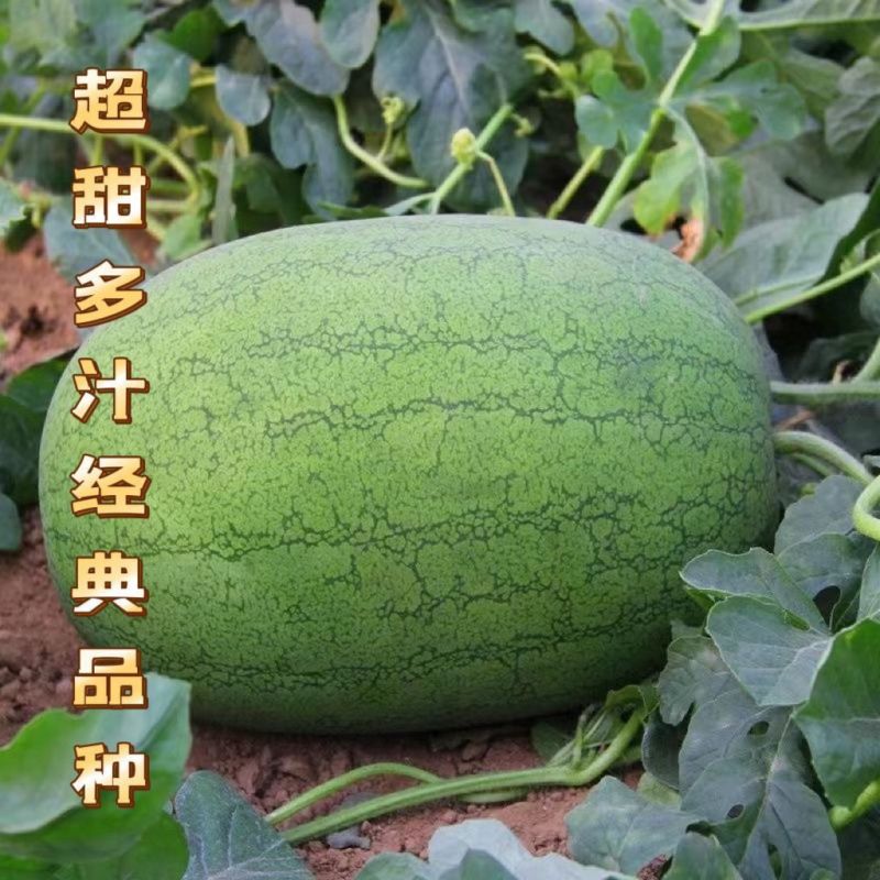 A级懒汉状元红西瓜种子高产抗病耐重茬大果懒汉西瓜种籽春夏