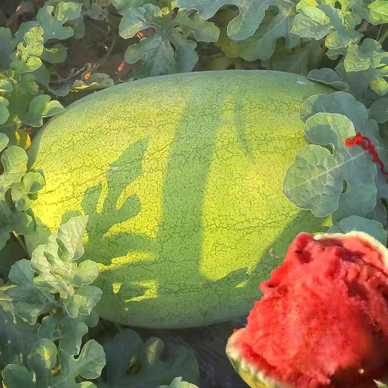 A级懒汉状元红西瓜种子高产抗病耐重茬大果懒汉西瓜种籽春夏