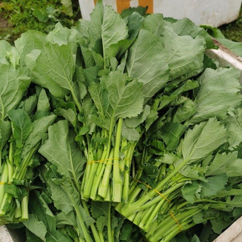 板蓝根崧菜种子分枝强板蓝根种子阳台盆栽四季种植蔬菜种子
