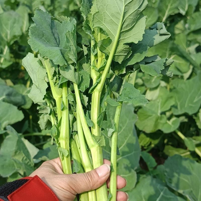 板蓝根崧菜种子分枝强板蓝根种子阳台盆栽四季种植蔬菜种子