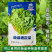 板蓝根崧菜种子分枝强板蓝根种子阳台盆栽四季种植蔬菜种子