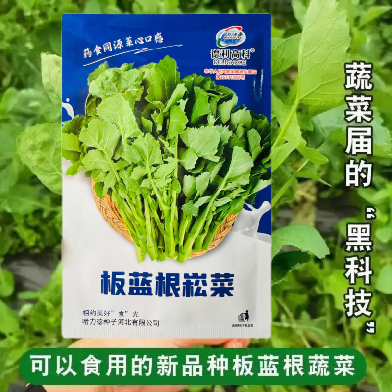 板蓝根崧菜种子分枝强板蓝根种子阳台盆栽四季种植蔬菜种子