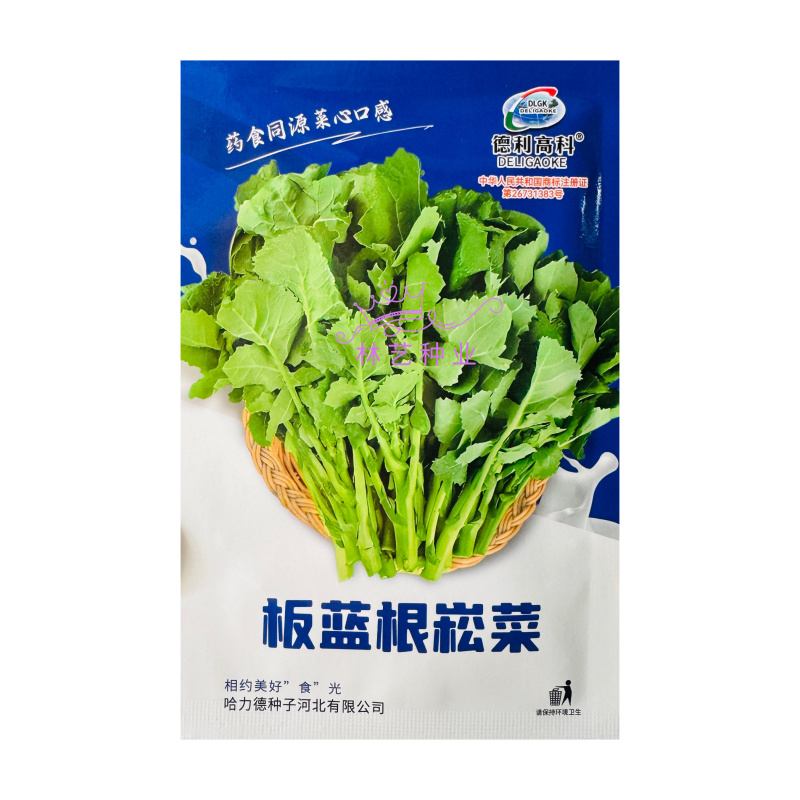 板蓝根崧菜种子分枝强板蓝根种子阳台盆栽四季种植蔬菜种子