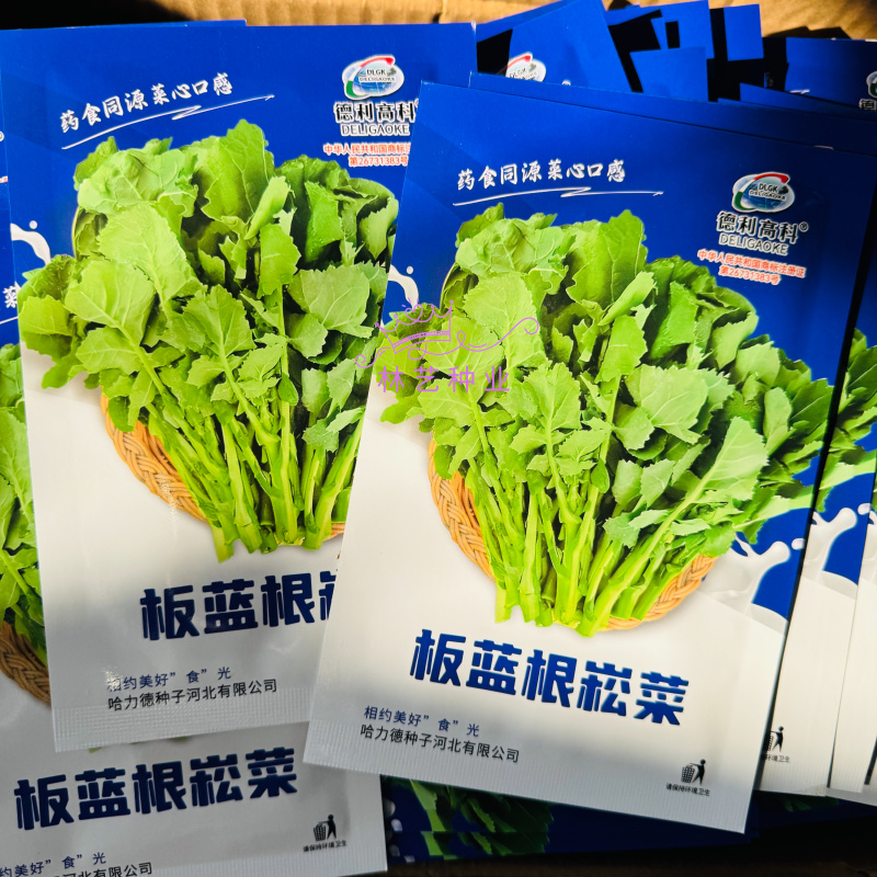 板蓝根崧菜种子分枝强板蓝根种子阳台盆栽四季种植蔬菜种子