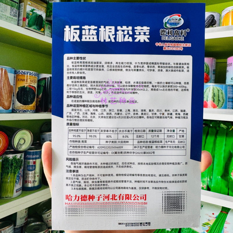 板蓝根崧菜种子分枝强板蓝根种子阳台盆栽四季种植蔬菜种子