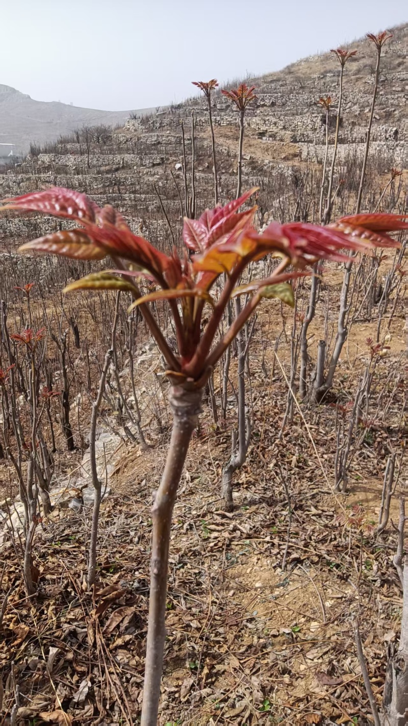 香椿芽产地公布：头茬香椿芽马上可以了