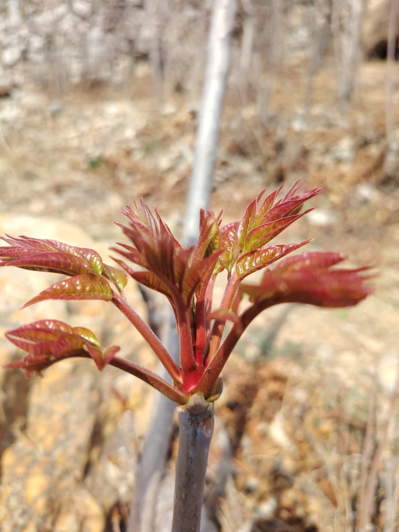 香椿芽产地公布：头茬香椿芽马上可以了
