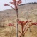香椿芽产地公布：头茬香椿芽马上可以了