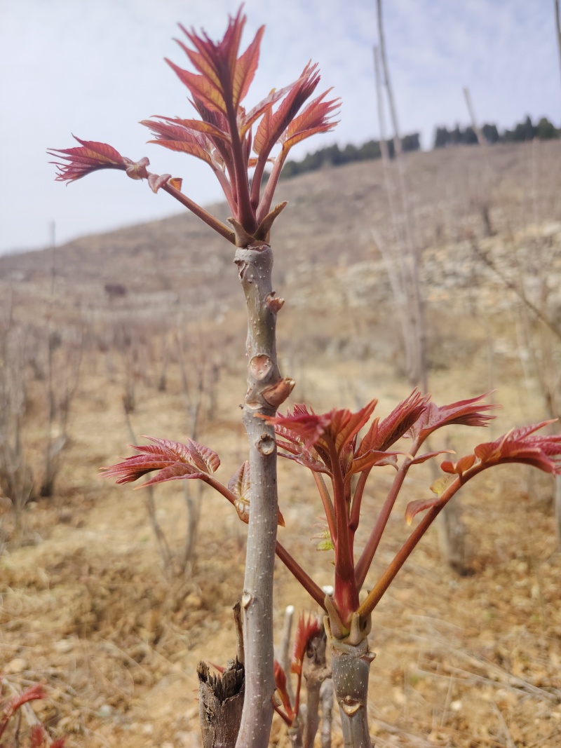 香椿芽产地公布：头茬香椿芽马上可以了