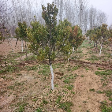 黄杨树，小叶黄杨基地，瓜子黄杨，苗圃直销，价格美丽的，保