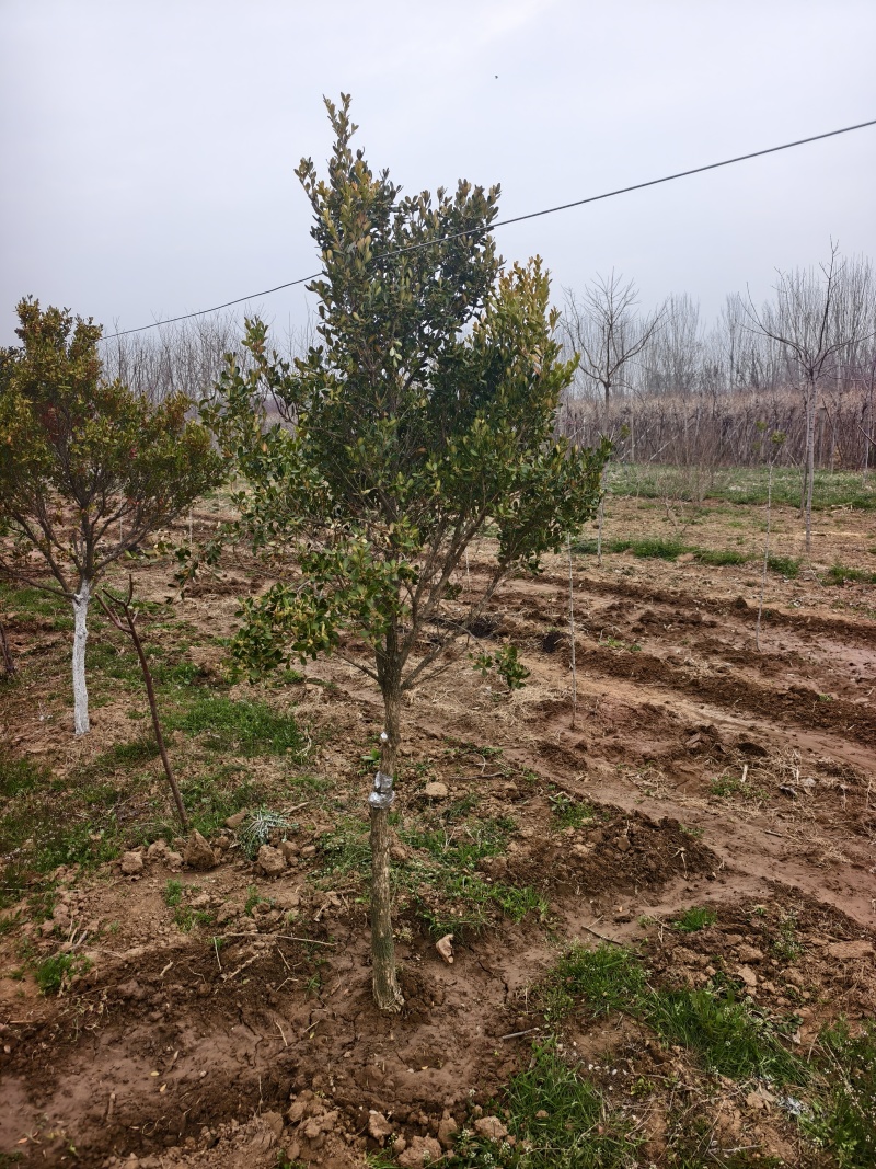 黄杨树，小叶黄杨基地，瓜子黄杨，苗圃直销，价格美丽的，保