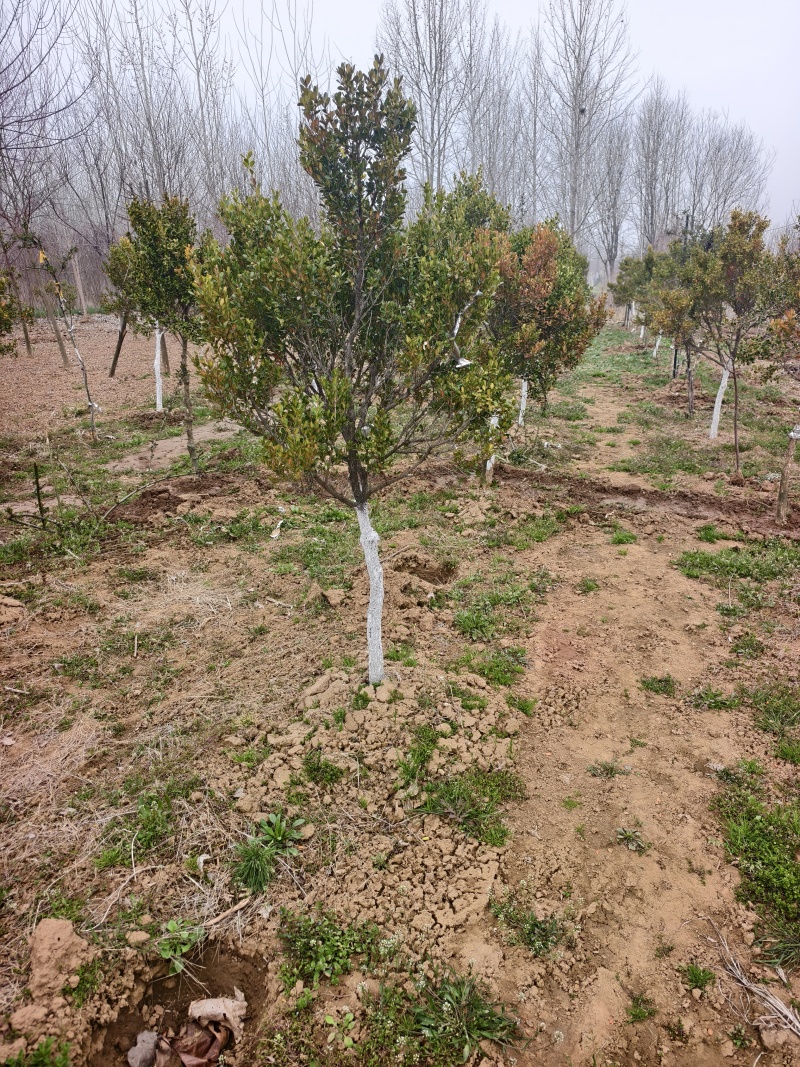 黄杨树，小叶黄杨基地，瓜子黄杨，苗圃直销，价格美丽的，保