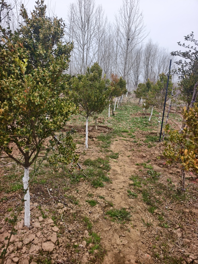 黄杨树，小叶黄杨基地，瓜子黄杨，苗圃直销，价格美丽的，保