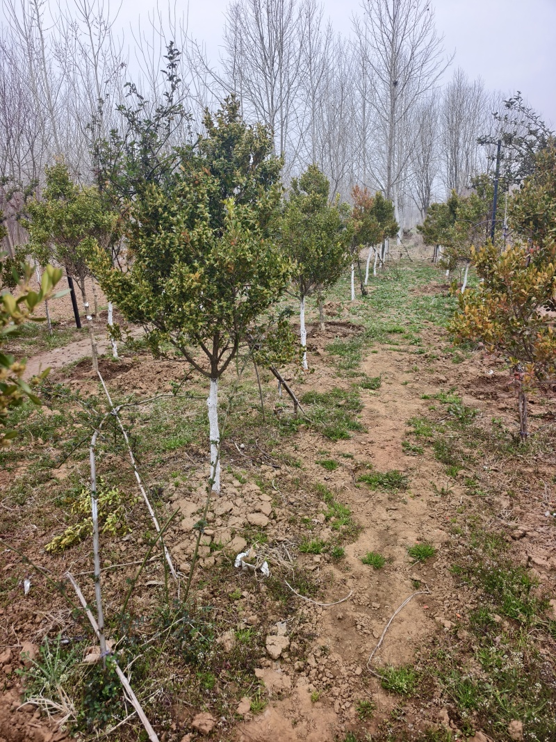 黄杨树，小叶黄杨基地，瓜子黄杨，苗圃直销，价格美丽的，保
