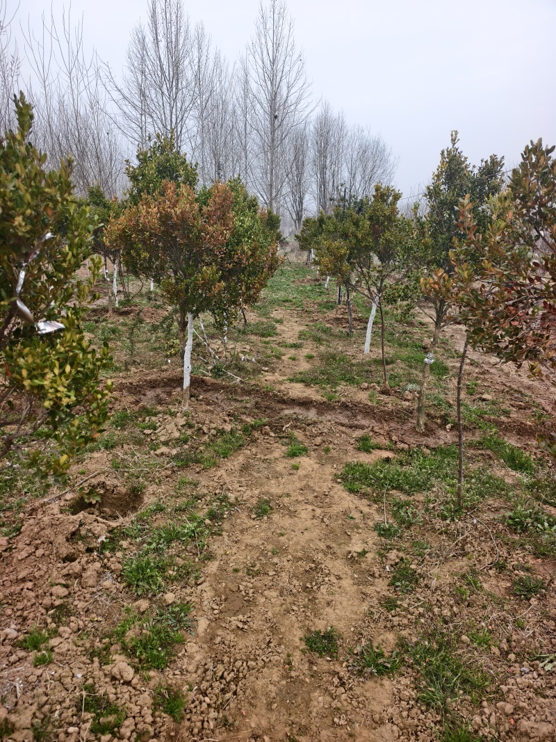 黄杨树，小叶黄杨基地，瓜子黄杨，苗圃直销，价格美丽的，保
