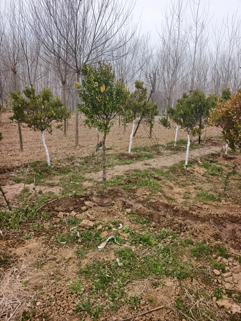 黄杨树，小叶黄杨基地，瓜子黄杨，苗圃直销，价格美丽的，保