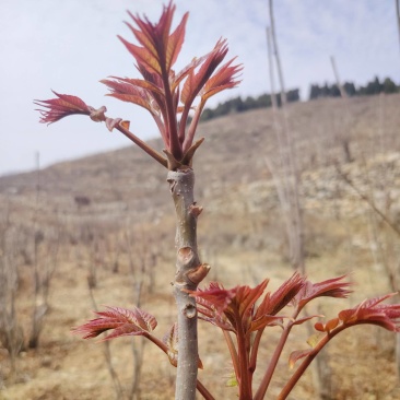 香椿芽产地公布：头茬香椿芽马上可以了