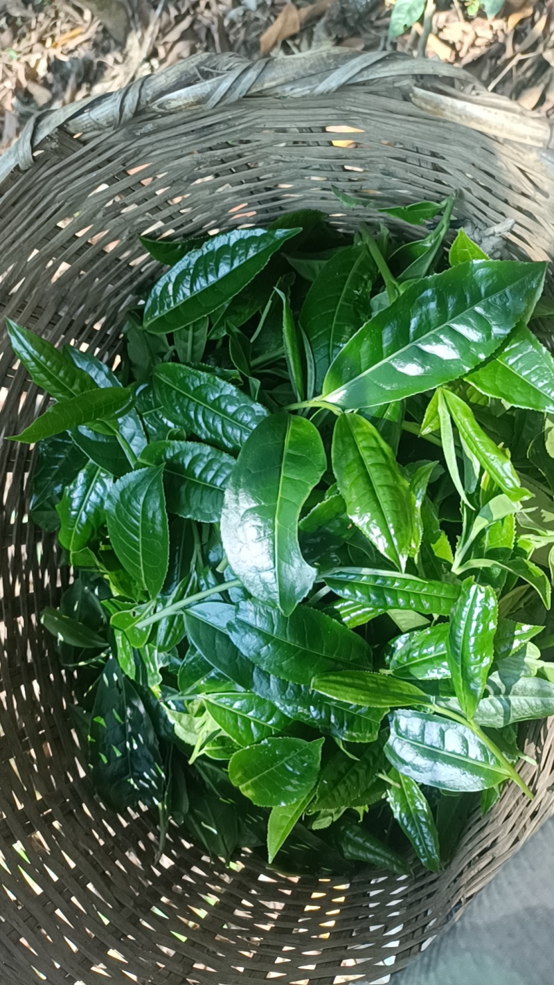 普洱茶（生茶）自家源头明前茶