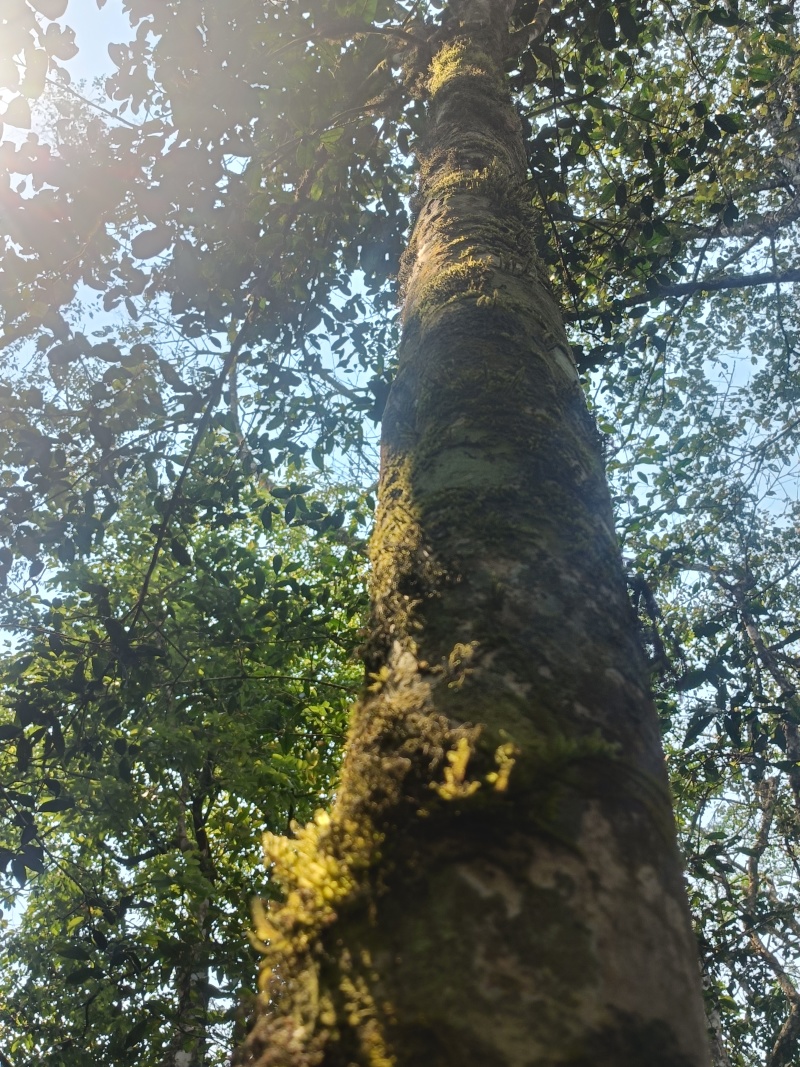 普洱茶（生茶）自家源头明前茶