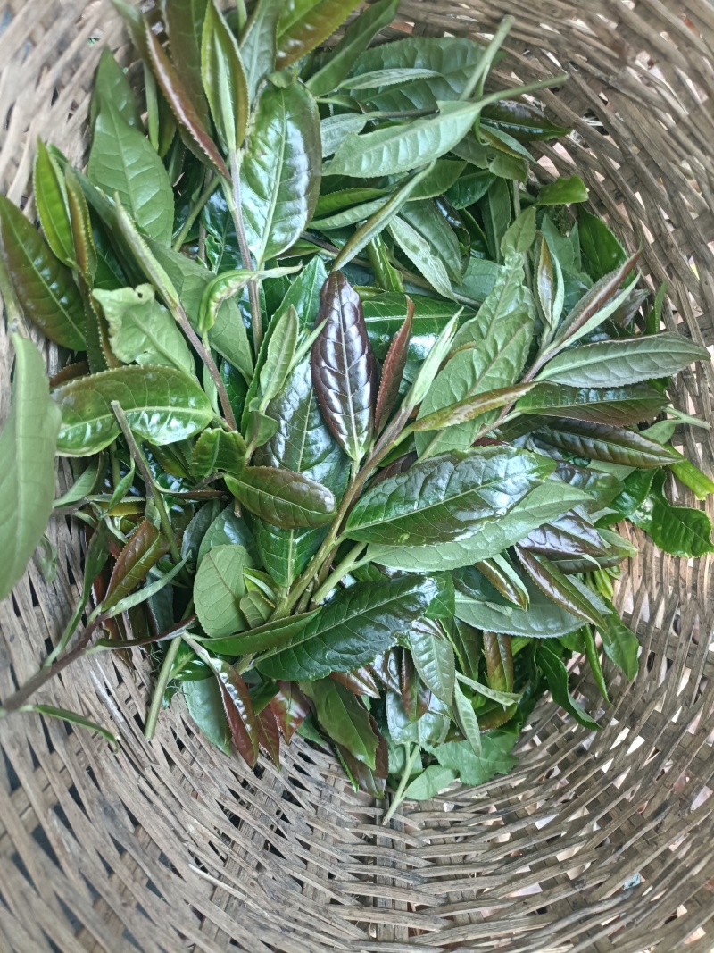 普洱茶（生茶）自家源头明前茶