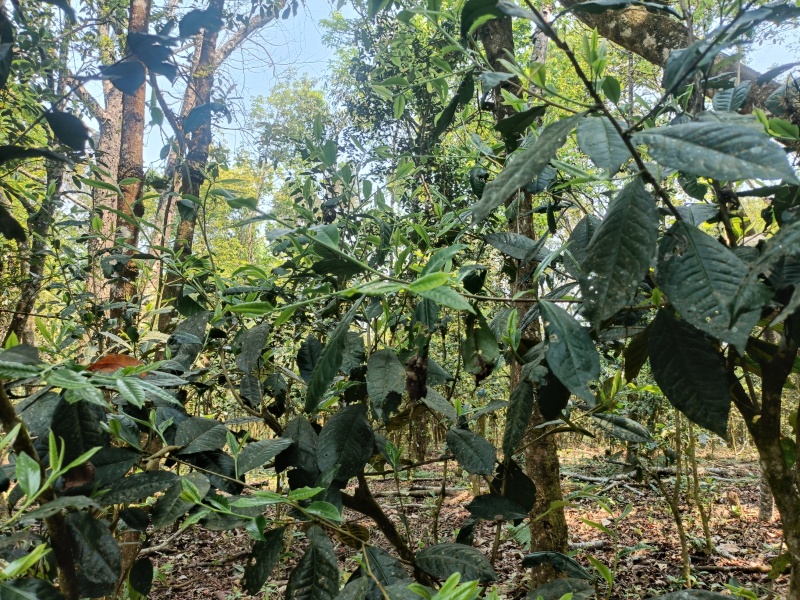 普洱茶（生茶）自家源头明前茶