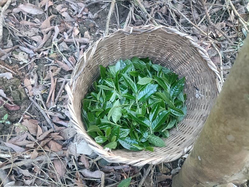 普洱茶（生茶）自家源头明前茶