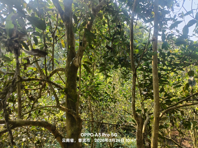 普洱茶（生茶）自家源头明前茶