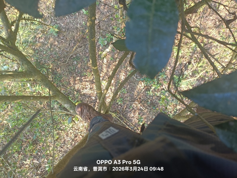 普洱茶（生茶）自家源头明前茶