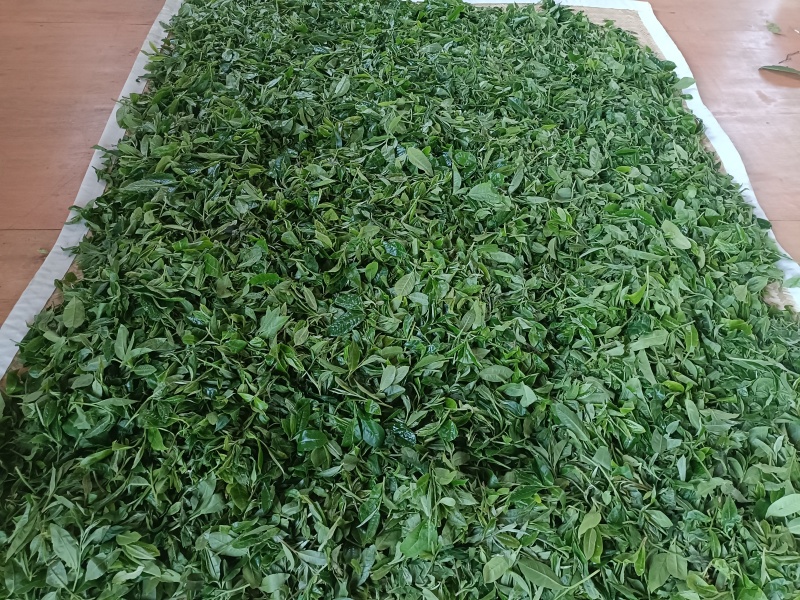 普洱茶（生茶）自家源头明前茶