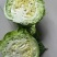 精品新甘蓝包菜大量上市